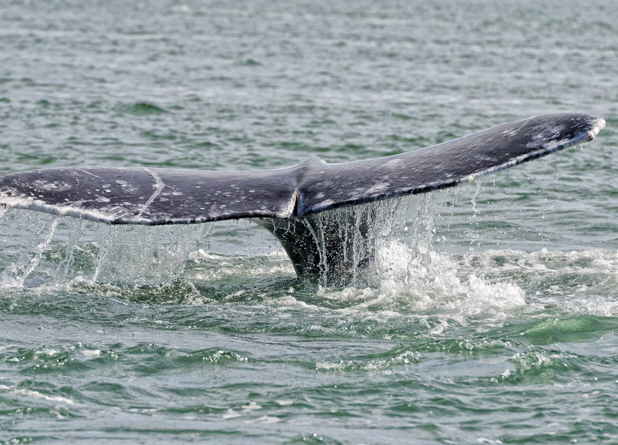 Whale tail