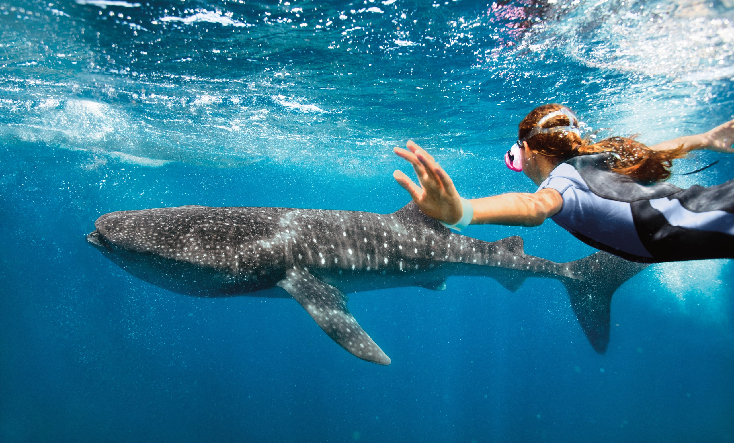 Cozumel snorkeling with whale shark