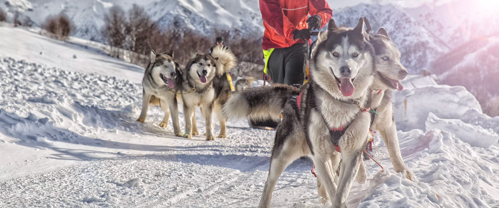 Huskies on dog sled