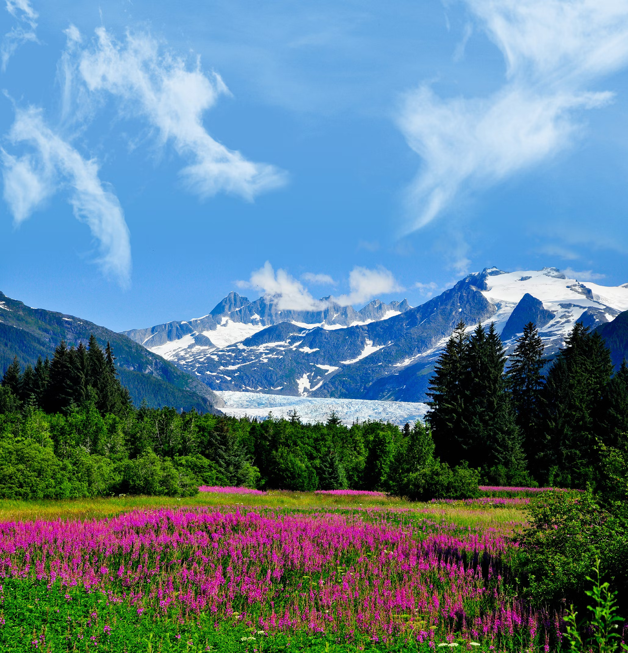 Snow capped mountains and purple flowers