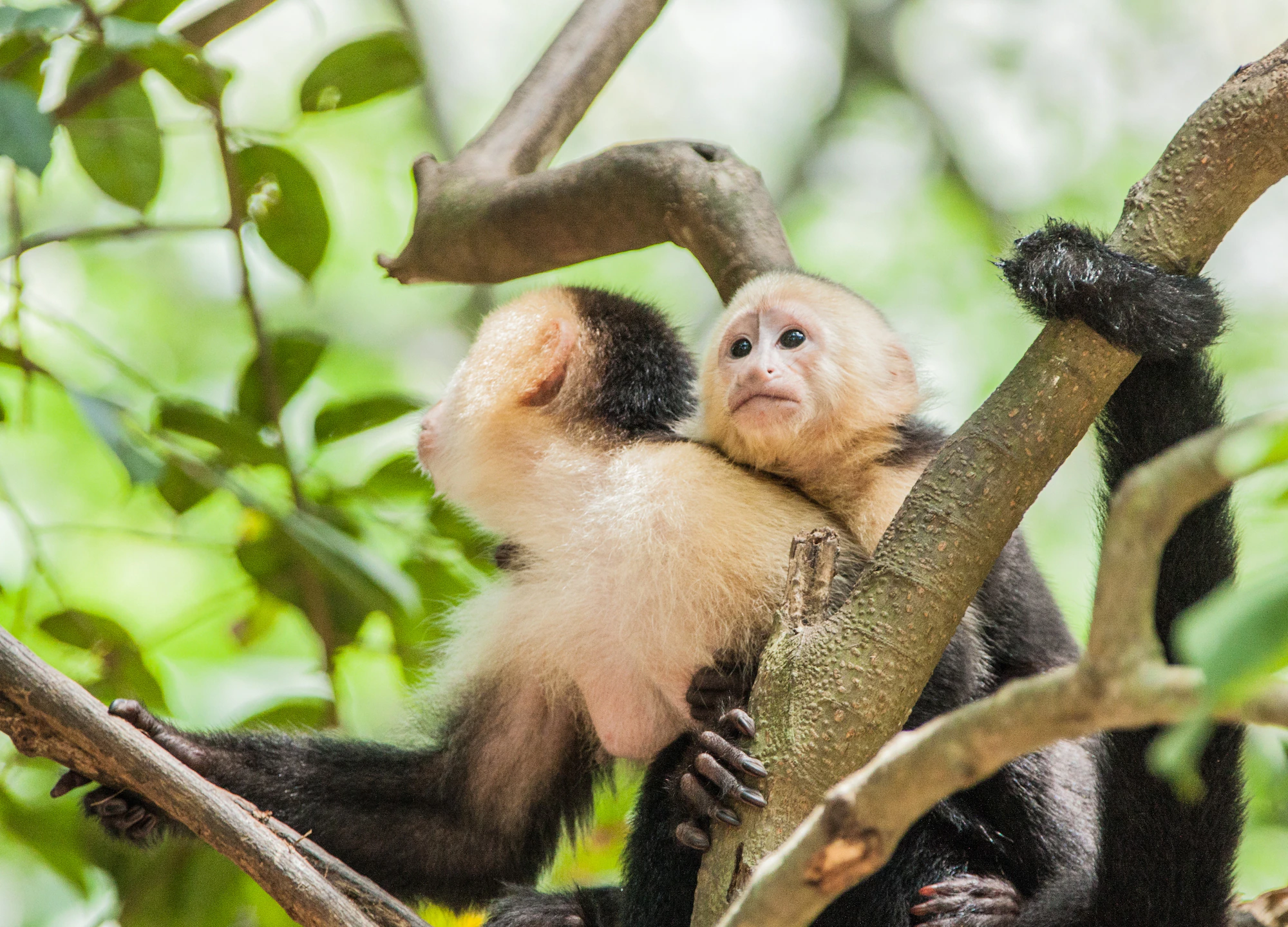 Monkeys in a tree